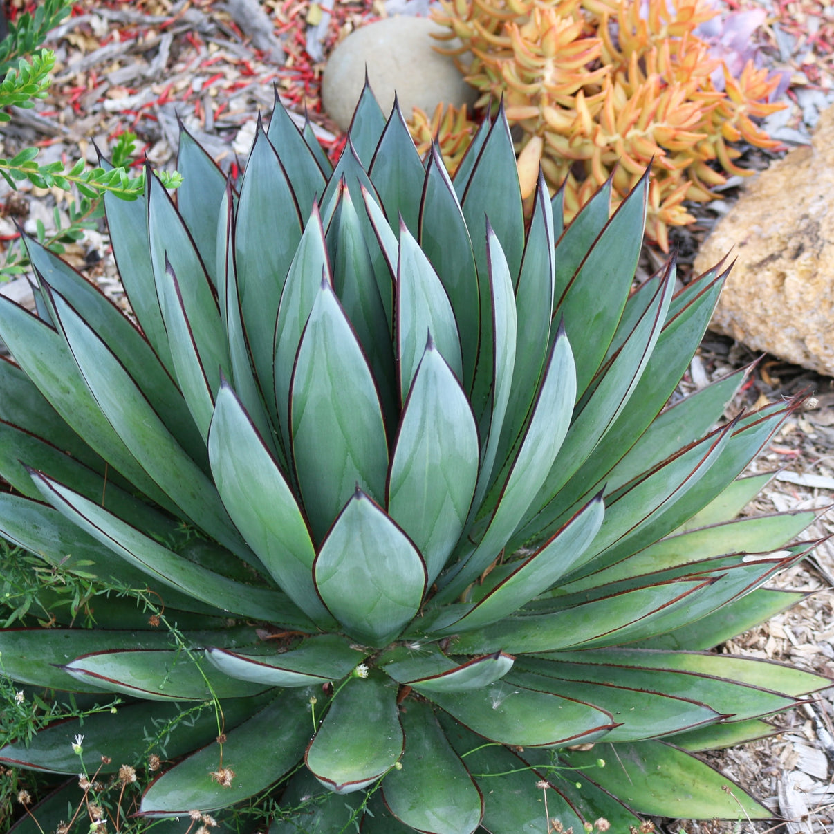 A succulent plant with a vibrant green center.